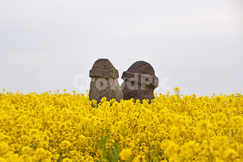 제주도,유채꽃,봄,돌하르방,커플,봄,계절,spring,season,제주도,jeju,jeju island,field,들