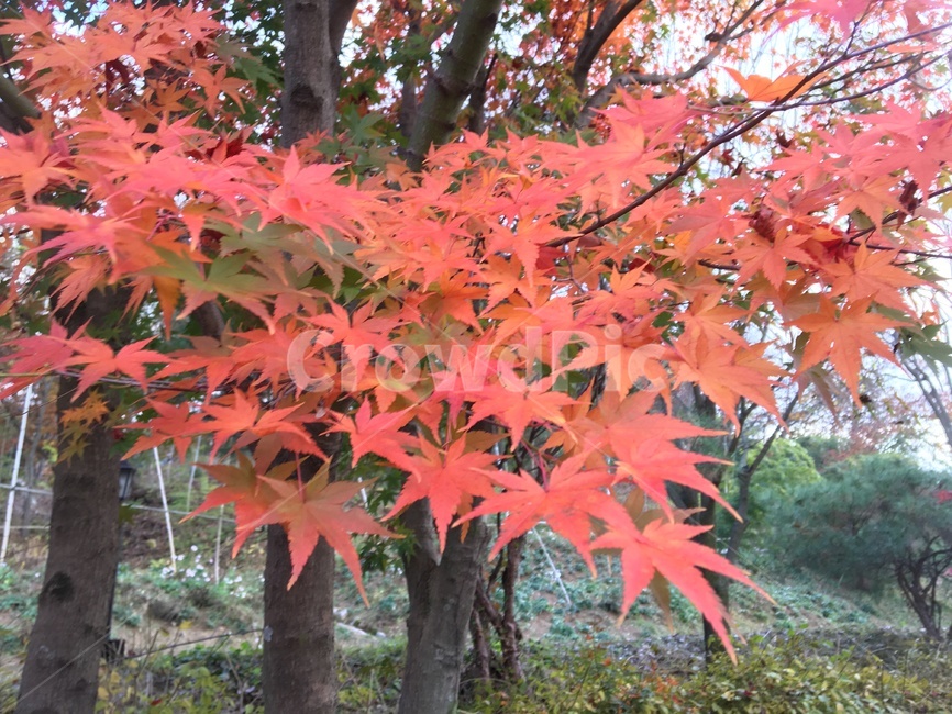 가을,단풍나무,단풍,단풍잎,나무,가을,계절,fall,autumn,season,식물,자연,plants,nature,leaf,잎,plant,tree,maple