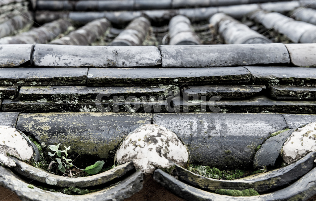 기와,전통,선,이끼,지붕,한국전통,한국문화,korean traditional,korean culture,건축물,건물외관,exterior,building,structure,architecture,construction