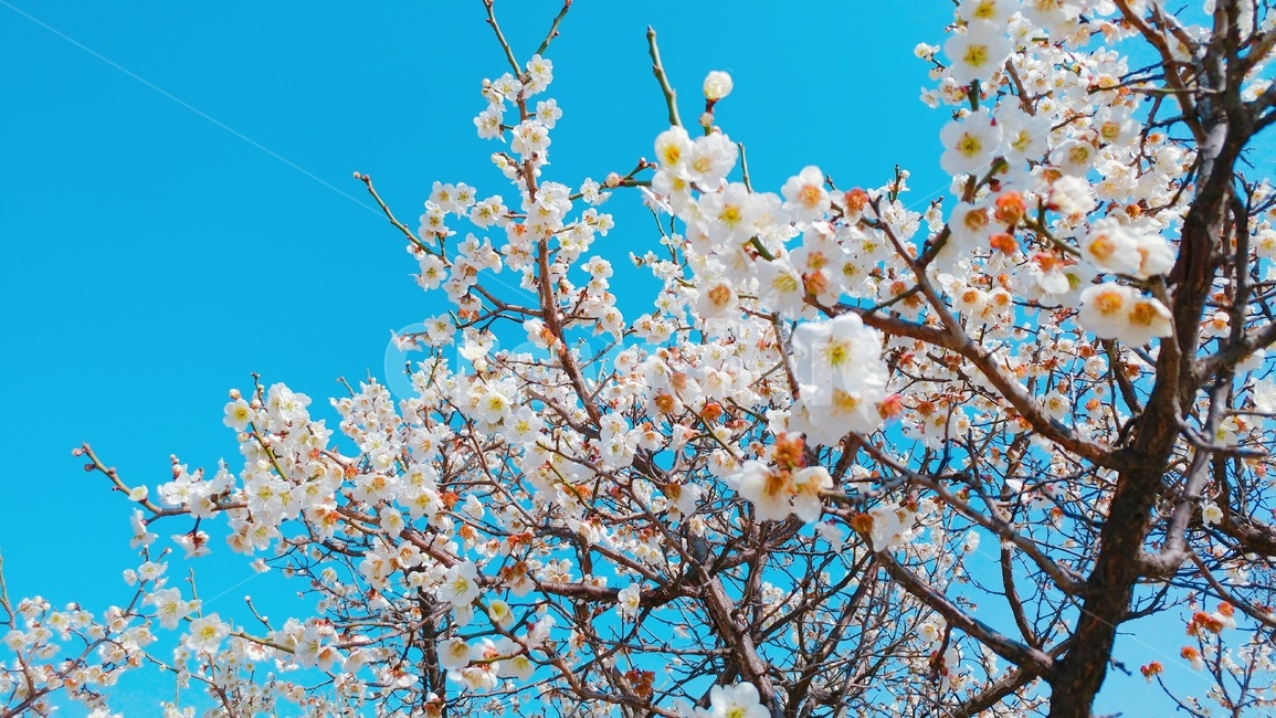 매화,매화꽃,봄꽃,봄,꽃,하늘,flower,plum,spring,sky,벚꽃,매화나무,식물,자연,nature