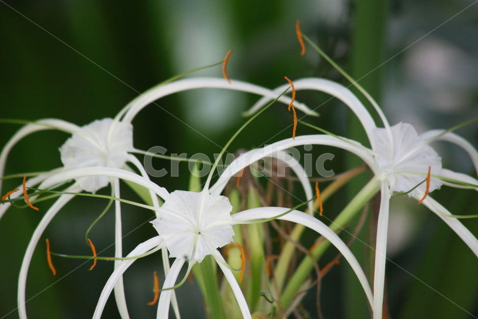 문주란,문주화,꽃,poisonbulb,plant,거미백합,SpiderLily,식물,자연,plants,nature,꽃,flower