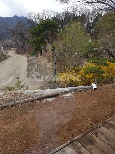 개나리꽂,산책길,봄,꽃샘추위봄,노란색,자연,풍경,nature,landscape,road,도로