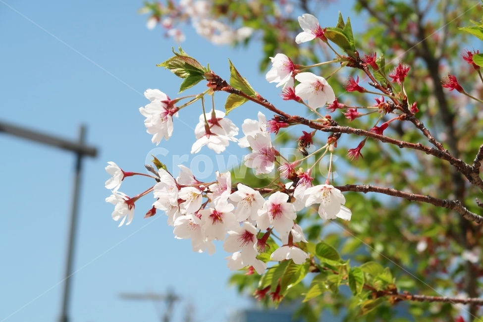 벚꽃,cherryblossom,봄,spring,하늘
