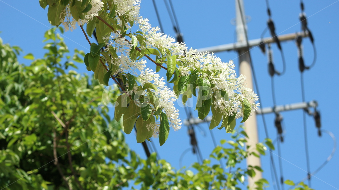 꽃,가로수,이팝나무,전봇대,whitefringetree