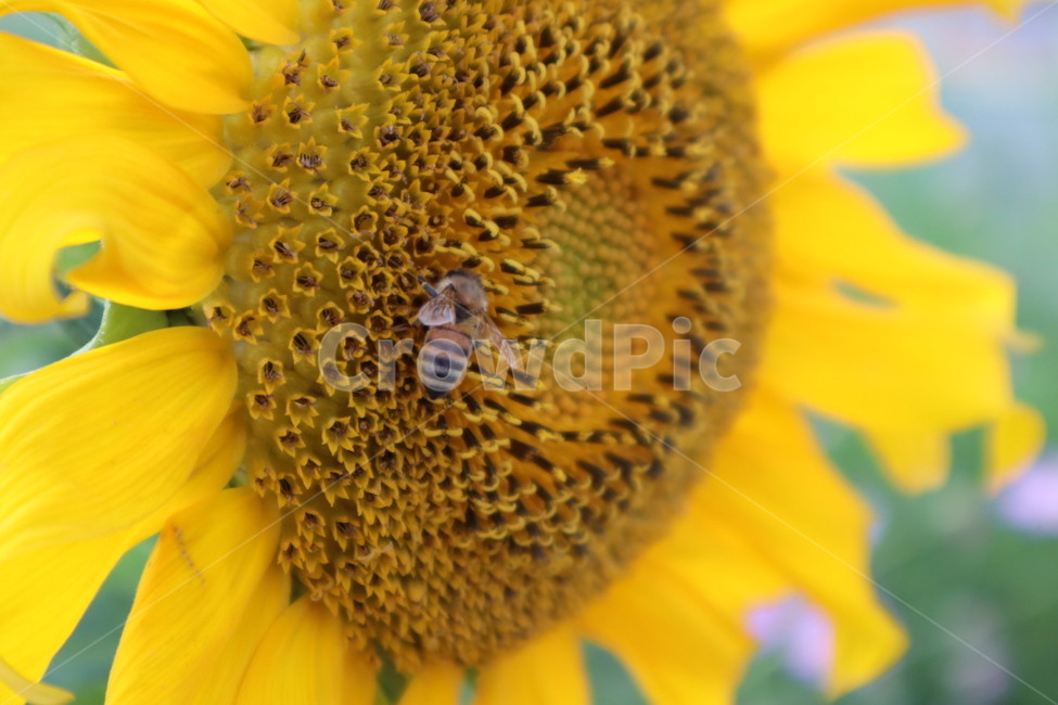 꽃,flower,blossom,해바라기,꿀벌,honeybee,벌,bee,무척추동물,invertebrate,곤충,insect,식물,자연,plants,nature,꽃,flower