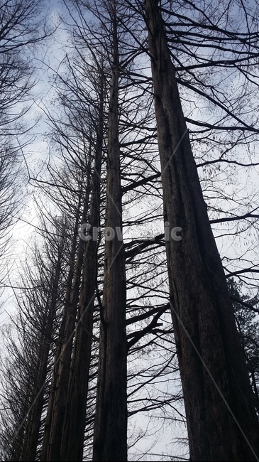 남이섬,나무,tree,식물,plant,식물,자연,plants,nature,나무,trees,wood