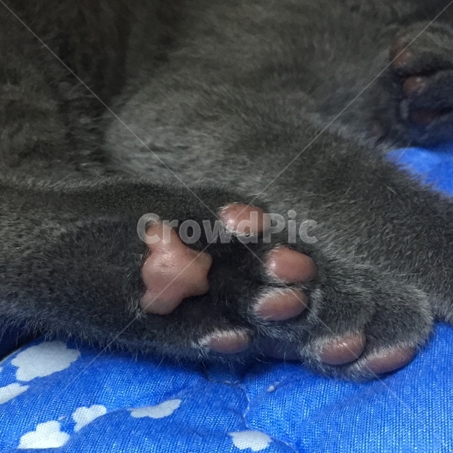 고양이,발바닥,귀여움,힐링,젤리,애완동물,foot