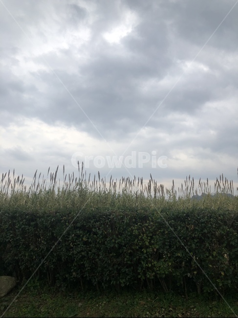 grass,잔디,plant,식물,reed,갈대,구름