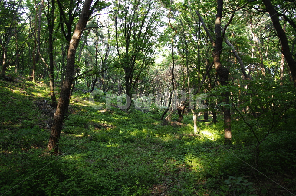 신록,초록,나무,식물,plant,자연,nature,숲,빛,자연,풍경,nature,landscape,tree,tree trunk,나무 줄기,woodland,삼림지,outdoors,옥외,vegetation,초목,forest,land,땅,grove,작은 숲