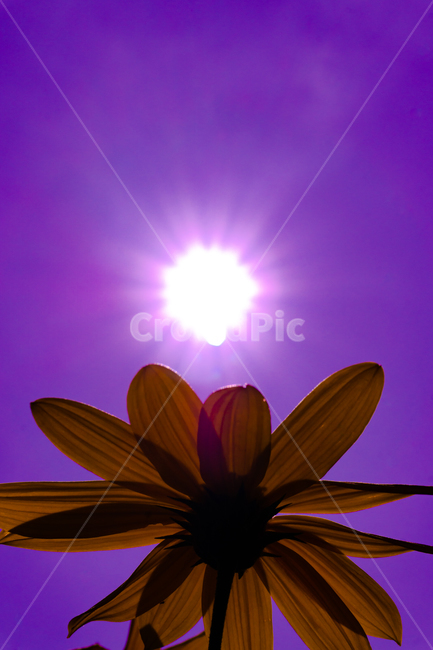 꽃,하늘,구름,자연,태양,cloudssky,clouds,rgbconcept,rgbcmyk,rgbcolors,rgb,srgb,design,landscape,nature,color,light,sun,sky,flower,마젠타,magenta,식물,자연,plants,nature,꽃,flower