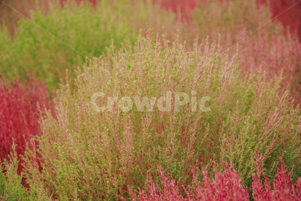 가을,식물,자연,분홍,댑싸리,코키아,가을,계절,fall,autumn,season,식물,자연,plants,nature,grass,잔디,plant,vegetation,초목,bush,부시