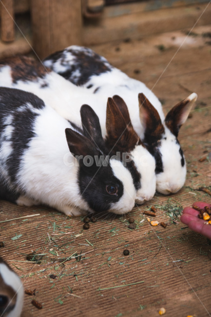 토끼,유기묘,rabbit,화목한,옹기종기,귀여운,동물,animal,포유류,mammal