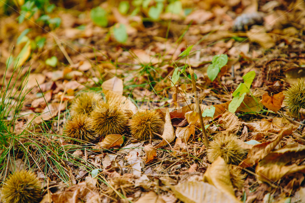 밤,밤송이,알밤,낙옆,가을,추석,나뭇잎,풀잎,단풍,명절,가을,계절,fall,autumn,season,자연,풍경,nature,landscape,감성,sensible,feeling,ground,바닥,plant,식물