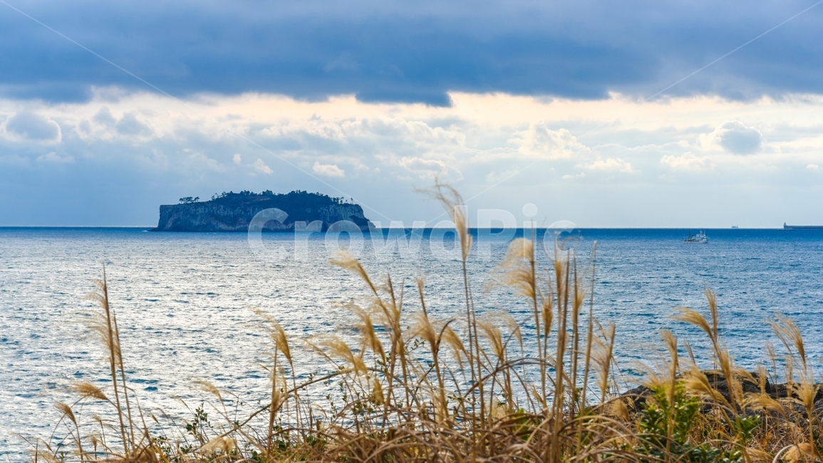 제주도,제주도바다,범섬,제주도풍경,바다,섬,갈대,외돌개,올레길,자연,풍경,nature,landscape,한국자연풍경,한국자연경관,korea nature landscape,제주도,jeju,jeju island,plant,식물,grass,잔디,lawn