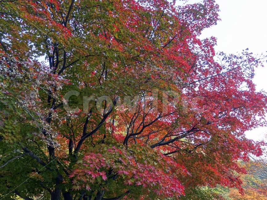 단풍,가을,내장산,여행,단풍잎,가을,계절,fall,autumn,season,식물,자연,plants,nature,나무,trees,wood,tree,plant