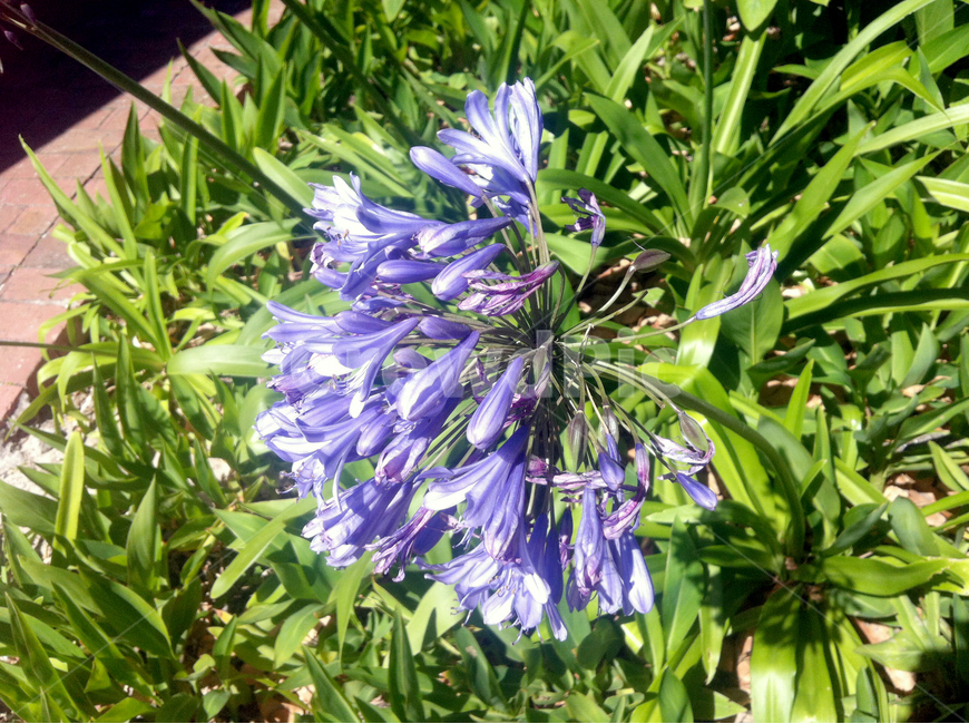 꽃,꿀,잎사귀,식물,녹색,plants,green,flower,식물,자연,plants,nature,꽃,flower