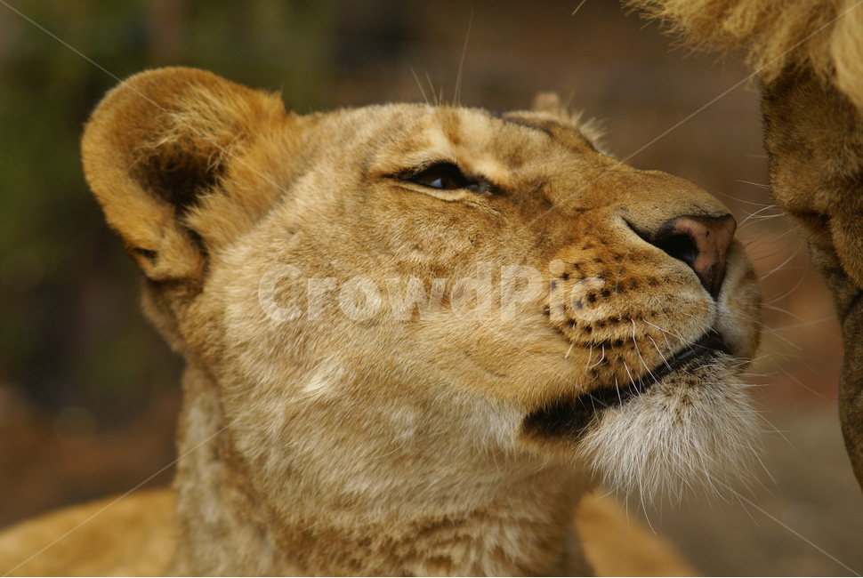 사자,lion,사파리,에버랜드,얼굴,동물,animal,포유류,mammal