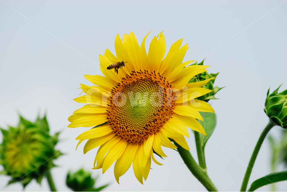 plant,식물,꽃,flower,해바라기,벌,식물,자연,plants,nature,꽃,flower,곤충,벌레,insect,bug