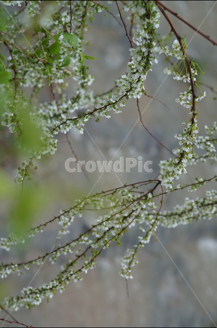 비,물방울,나무,조팝나무,흐림,봄,계절,spring,season,식물,자연,plants,nature,꽃,flower,plant