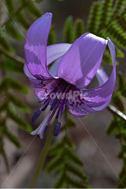 얼레지,dogtoothviolet,가재무릇,산우두,산자고,야생화,질투,식물,자연,plants,nature,꽃,flower