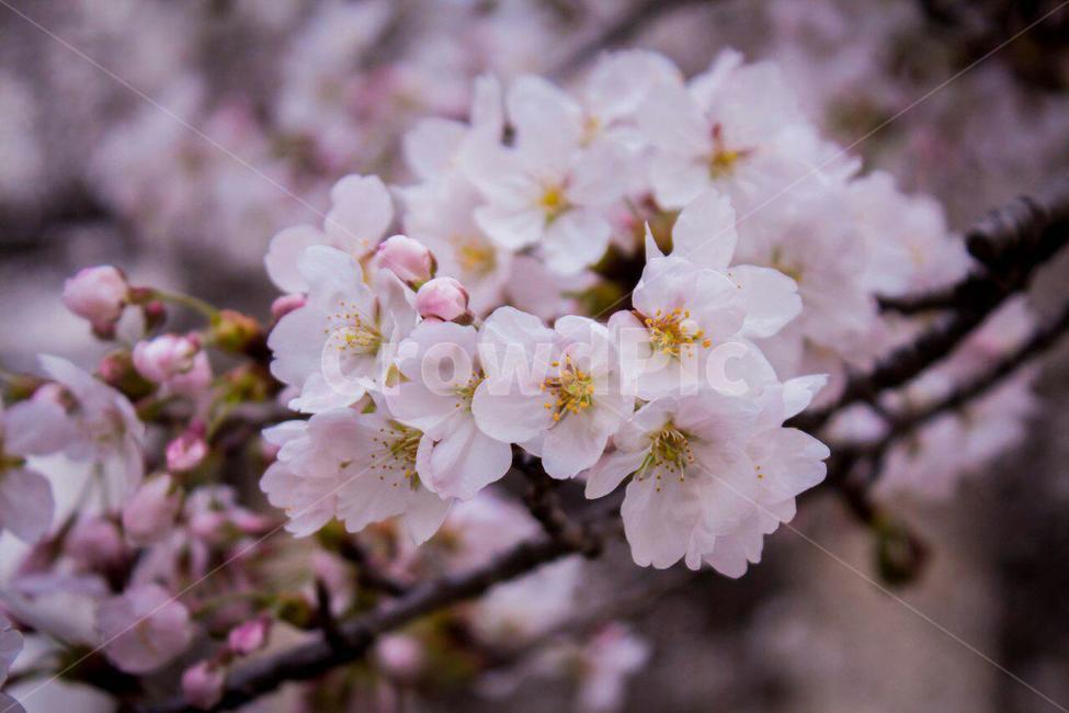 벚꽃,cherryblossom,blossom,봄꽃,꽃,flower,봄,spring,봄,계절,spring,season