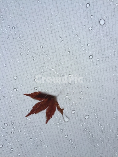 비오는날,나뭇잎,물방울,비에젖은,빗방울,장마,여름,감성