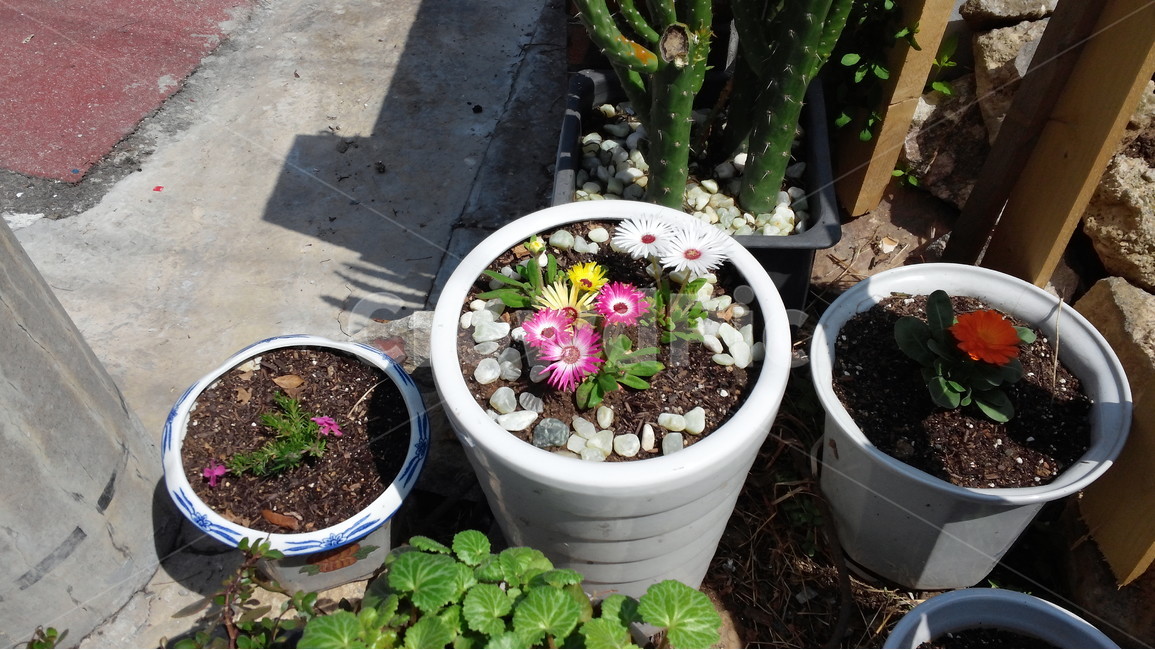 화분,꽃,빨강색꽃,원예,텃밭,정원,식물,자연,plants,nature,꽃,flower