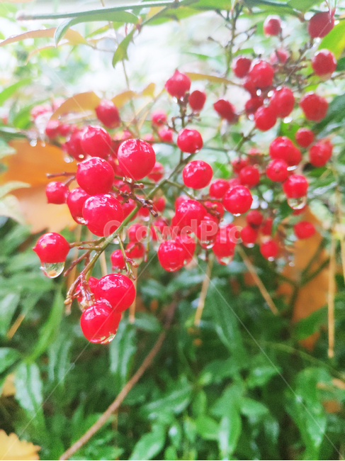 열매,fruit,plant,식물,자연,nature,나무,tree,빨강,red,과일,열매,fruit