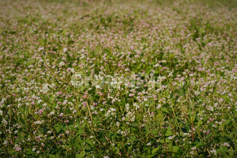 가을,꽃,자연,식물,nature,fiower,green,pink,가을,계절,fall,autumn,season,식물,자연,plants,nature,꽃,flower,plant