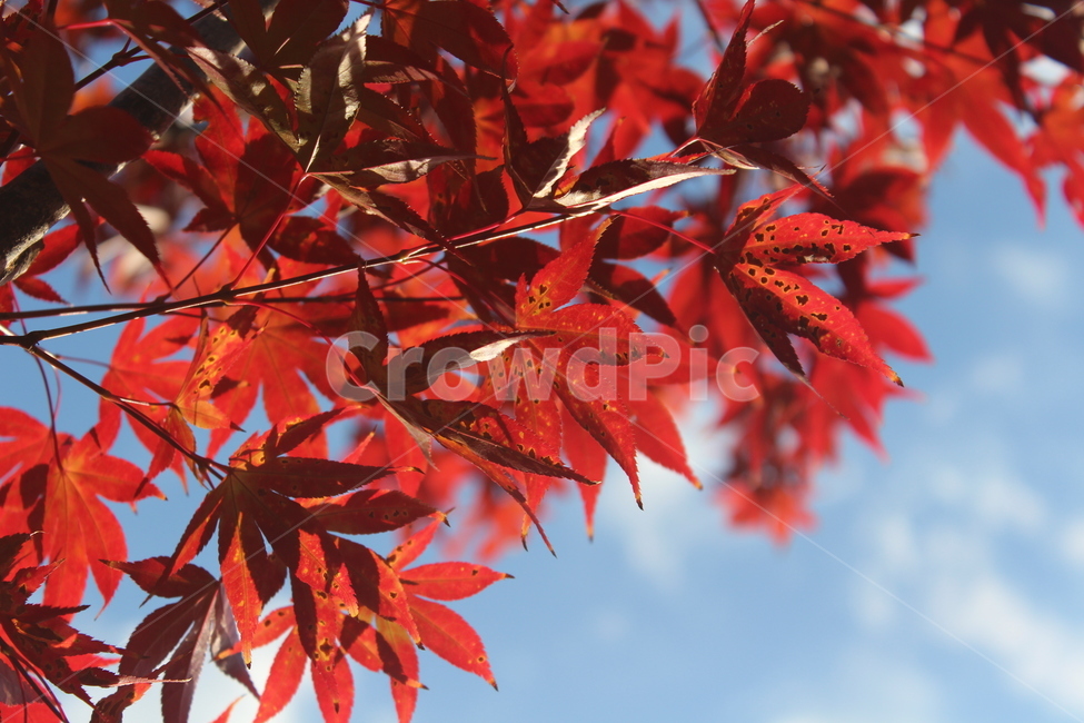 leaf,잎,tree,maple,단풍,가을,계절,fall,autumn,season,plant,식물,나무