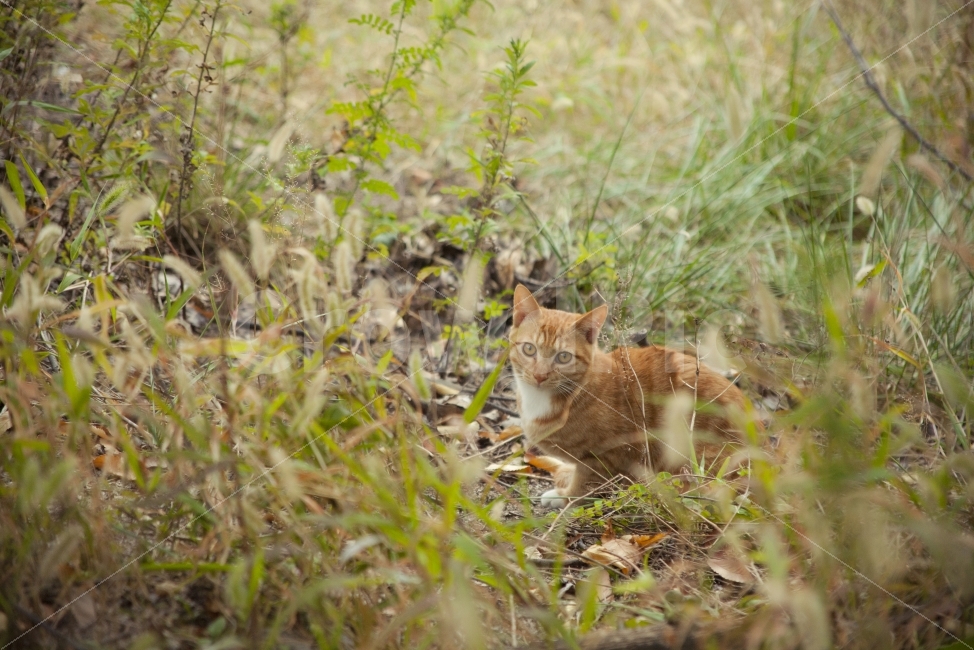 고양이,낙산공원,길냥이,풍경,스냅,길거리,동물,animal,포유류,mammal,고양이,cat,kitten,kitty