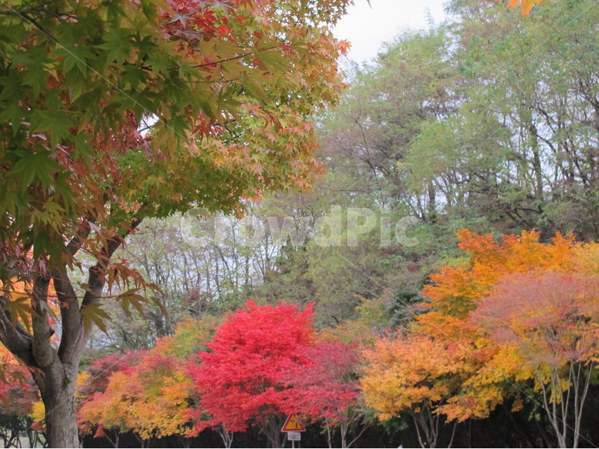 단풍,가을,maple,낙옆,붉은,fall,nature,plant,가을,계절,fall,autumn,season,자연,풍경,nature,landscape,tree,나무,식물