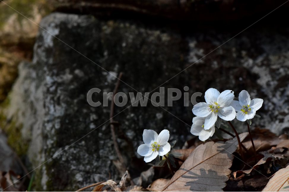 변산바람꽃,2018년,3월,야생화,꽃,생태,식물,자연,들꽃,산꽃,봄,감성,힐링,플라워,계절,시즌,wild,Flower,plants,nature,spring,season,배경,나무,목본,풀,초본,미나리아재비과,너도바람꽃속,flower,생태사진,봄꽃,변산,원조,자생지,오리지널,봄,계절,spring,season,식물,자연,plants,nature,꽃,flower,plant,geranium,제라늄,blossom