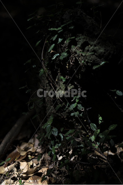 숲,숲길,제주도,제주숲길,forest,wood,leaf,나무,나뭇잎,tree,green,돌,바위,현무암,stone,rock,jeju,landscape