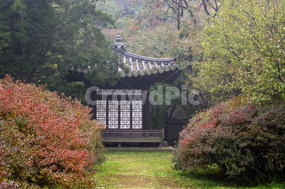 창덕궁,고궁,낙선재,건축,전통건축,traditional,전통,기와지붕,가을,fall,나무,식물,plant,단풍,한국전통,한국문화,korean traditional,korean culture