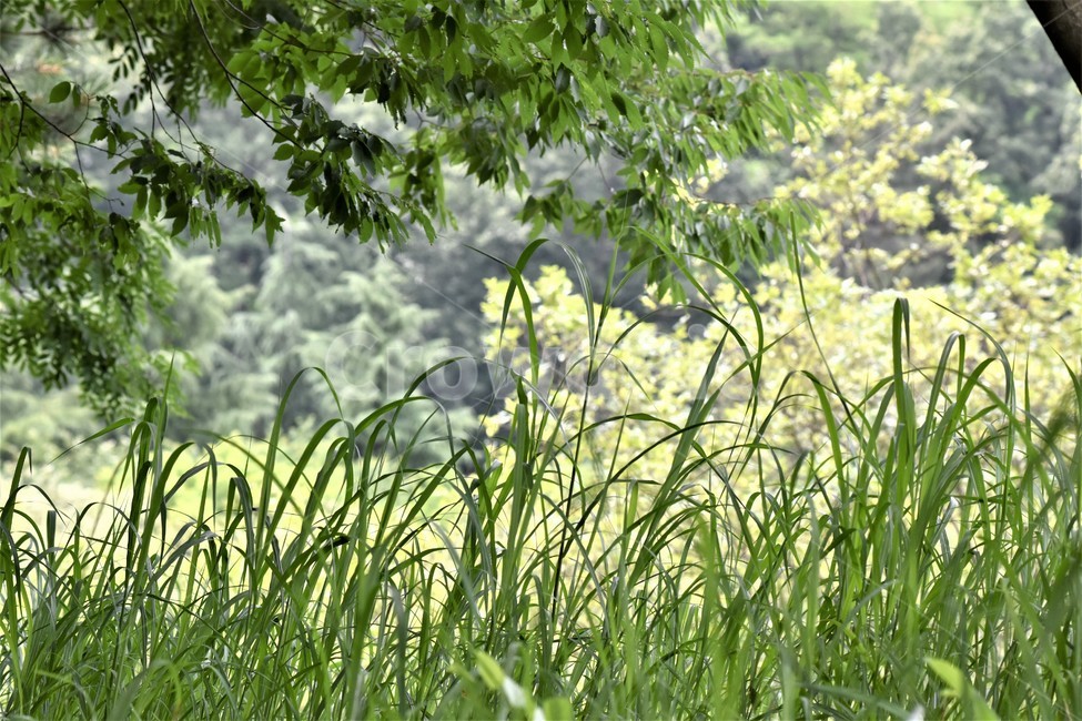 여름정경,숲속,풀,나무,평안,식물,자연,plants,nature