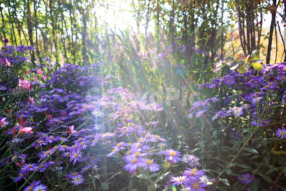 공원,보라색,햇살,퍼플,왕실컬러,식물,자연,plants,nature,꽃,flower