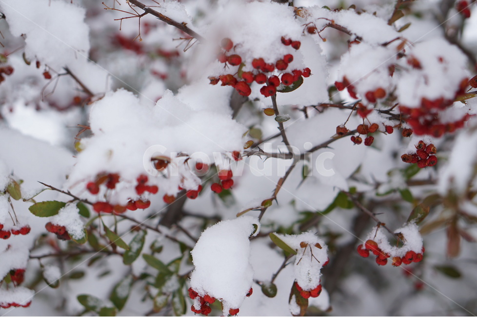 눈,설경,눈송이,겨울,풍경,겨울,계절,winter,season,식물,자연,plants,nature,과일,열매,fruit