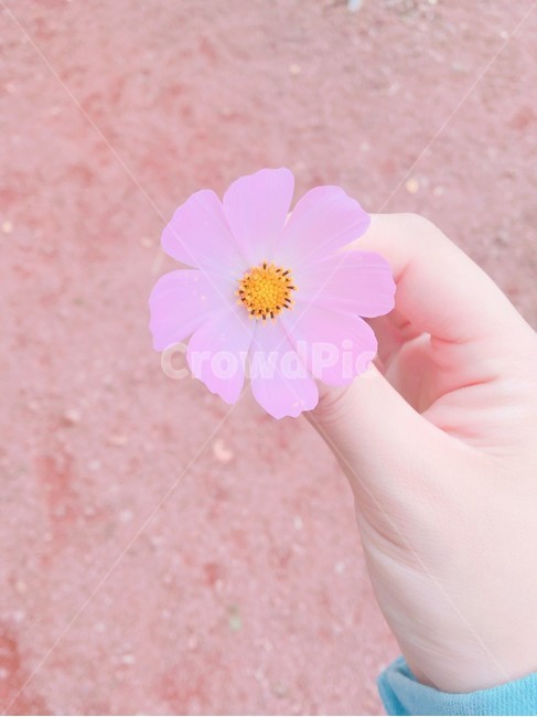 꽃,손,봄,5월,플라워