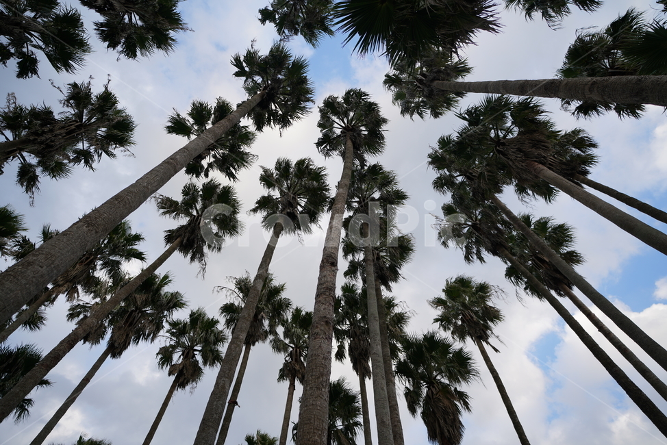 키큰나무,길다란나무,나무와하늘,tree,tall,나무,식물,자연,plants,nature,나무,trees,wood