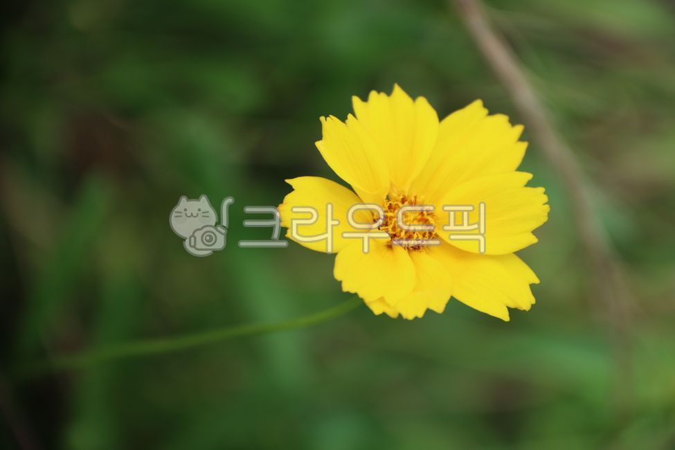 꽃,식물,노란,노란꽃,자연,꽃잎,아름다운,초점,확대,초록,풀,flower,nature,blossom,floral,fresh,plant,natural,daisy,beautiful,spring,summer,yellow,beauty,rapeseed,rappi,canola,sprig