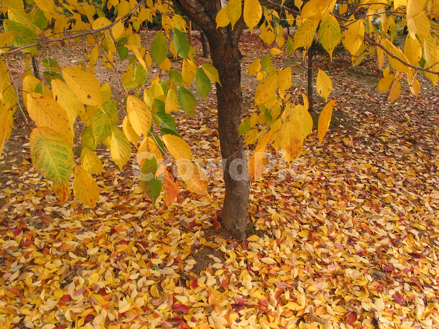 가을,단풍,노랑,계절,낙엽,가을,계절,fall,autumn,season,plant,식물,leaf,잎,tree,나무