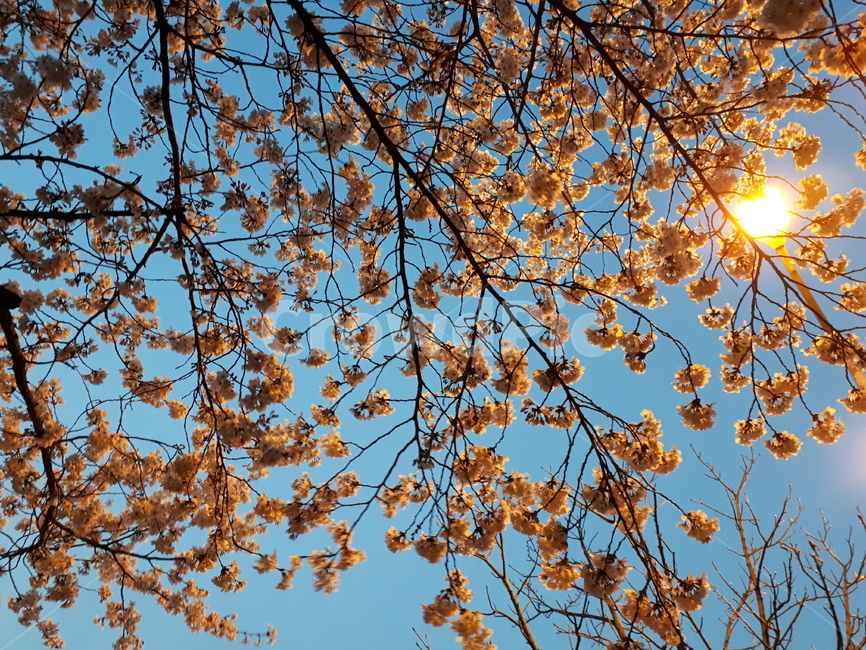 벚꽃,꽃,나무,가로등,불빛,봄,계절,spring,season,leaf,잎,plant,식물,tree,flare,플레어,light,빛