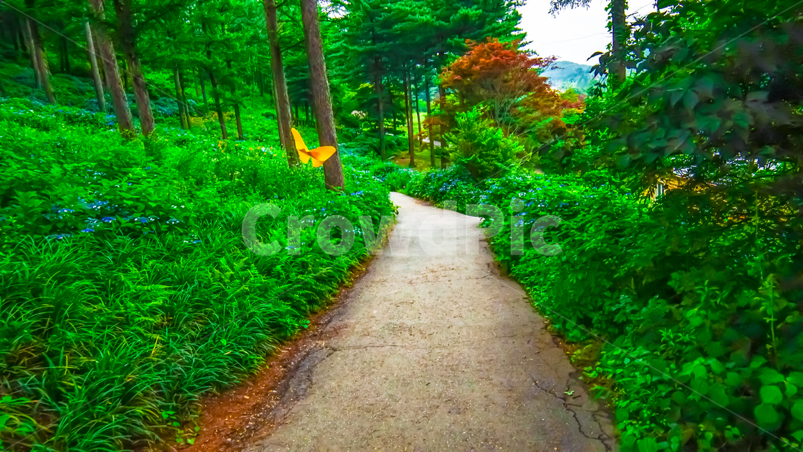 숲속,종이나비,배경촬영,노란나비,녹색숲,자연,풍경,nature,landscape,path,통로
