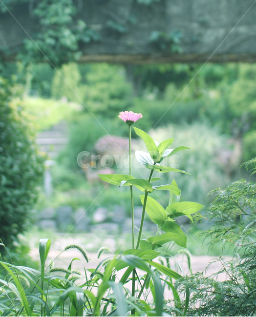 꽃,flower,식물,plant,botanic,식물,자연,plants,nature,꽃,flower,감성,sensible,feeling