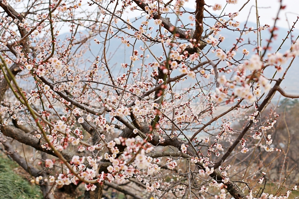 hadong,하동,매화축제,매화,매화꽃,꽃,flower,봄,계절,spring,season,식물,자연,plants,nature,꽃,flower,plant