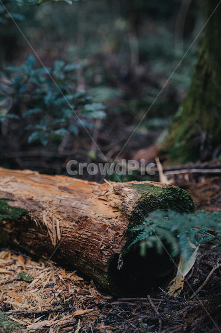 숲,나무,자연,green,plant,식물,tree,공원,숲길,산책,포레스트,forest,root,뿌리,이끼,moss,삼림지,woodland,nature