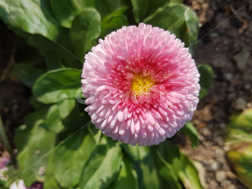 데이지,englishdaisy,봄꽃,식물,봄,꽃