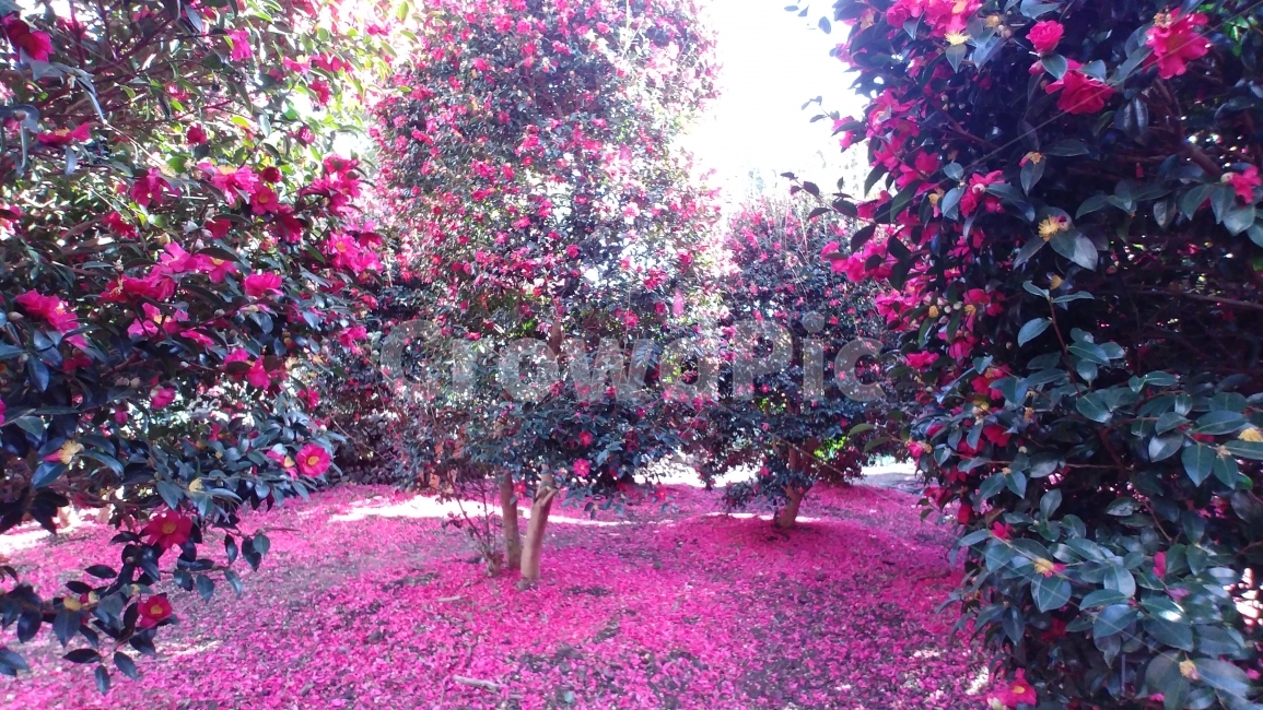 camellia,동백,동백꽃,flower,꽃,jeju,제주도,위미리동백군락지,겨울꽃,winterflower,식물,자연,plants,nature,꽃,flower,나무,trees,wood