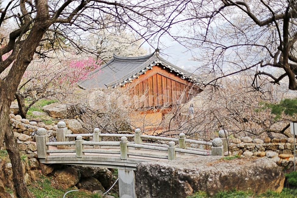하동,매화마을,매화축제,매화꽃,매화,꽃,flower,hadong,시골,마을,풍경,landscape,country,rural,town